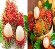 RAMBUTAN PINJAJ